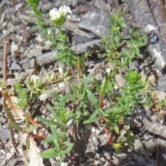 Asperula conferta (Common Woodruff) at Paddys River, ACT - 28 Oct 2014 by galah681