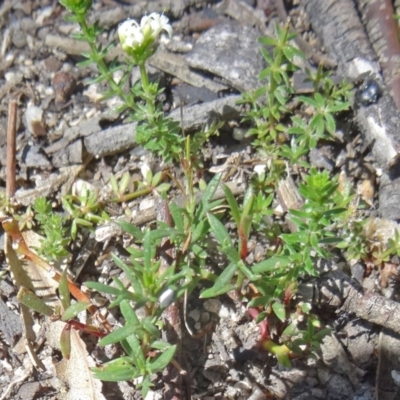 Asperula conferta (Common Woodruff) at Paddys River, ACT - 29 Oct 2014 by galah681