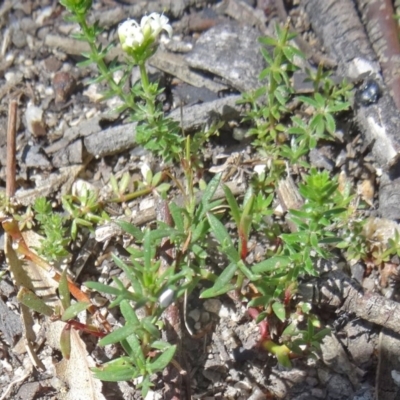 Asperula conferta (Common Woodruff) at Tidbinbilla Nature Reserve - 28 Oct 2014 by galah681