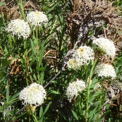 Unidentified at Tidbinbilla Nature Reserve - 28 Oct 2014 by galah681