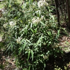 Olearia lirata (Snowy Daisybush) at Paddys River, ACT - 29 Oct 2014 by galah681