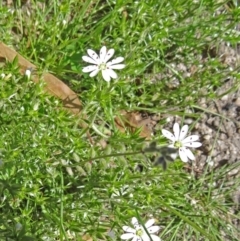 Stellaria pungens (Prickly Starwort) at Paddys River, ACT - 29 Oct 2014 by galah681