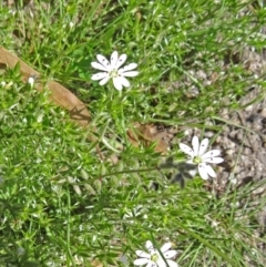 Stellaria pungens (Prickly Starwort) at Tidbinbilla Nature Reserve - 28 Oct 2014 by galah681