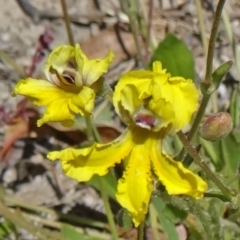 Goodenia paradoxa (Spur Goodenia) at Paddys River, ACT - 29 Oct 2014 by galah681