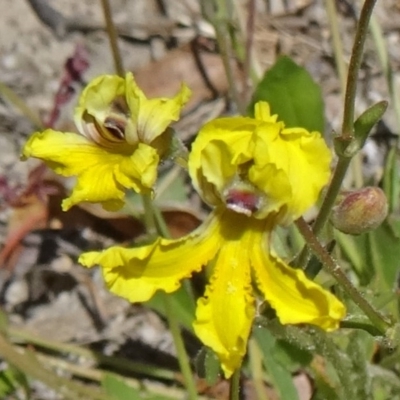 Goodenia paradoxa (Spur Goodenia) at Paddys River, ACT - 29 Oct 2014 by galah681
