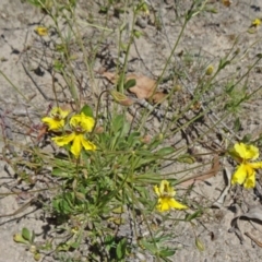 Goodenia paradoxa at Paddys River, ACT - 29 Oct 2014