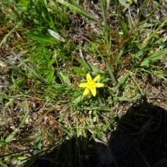 Hypoxis hygrometrica (Golden Weather-grass) at Paddys River, ACT - 28 Oct 2014 by galah681