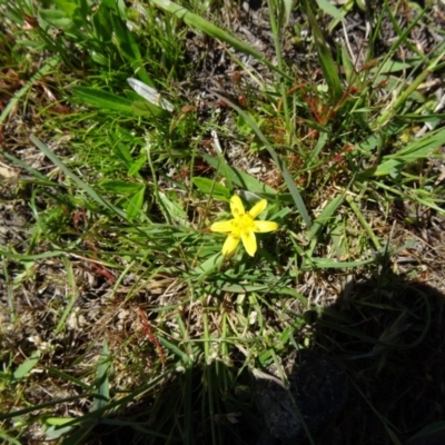 Hypoxis hygrometrica (Golden Weather-grass) at Tidbinbilla Nature Reserve - 28 Oct 2014 by galah681