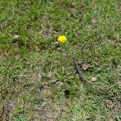 Craspedia variabilis (Common Billy Buttons) at Paddys River, ACT - 29 Oct 2014 by galah681