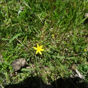 Hypoxis hygrometrica at Paddys River, ACT - 29 Oct 2014