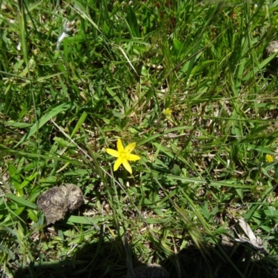 Hypoxis hygrometrica (Golden Weather-grass) at Tidbinbilla Nature Reserve - 28 Oct 2014 by galah681