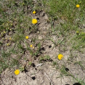 Leptorhynchos squamatus at Paddys River, ACT - 29 Oct 2014 10:56 AM