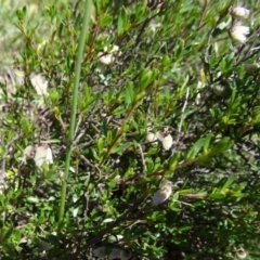 Cryptandra amara (Bitter Cryptandra) at Tidbinbilla Nature Reserve - 28 Oct 2014 by galah681