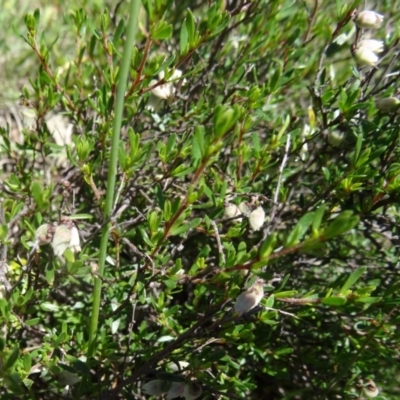 Cryptandra amara (Bitter Cryptandra) at Paddys River, ACT - 29 Oct 2014 by galah681