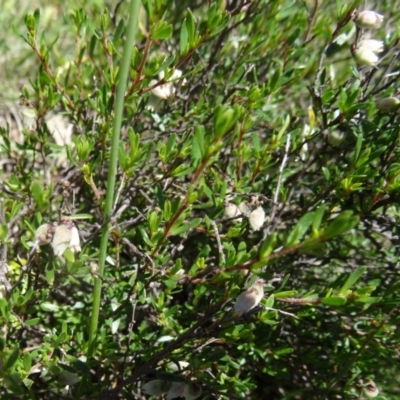 Cryptandra amara (Bitter Cryptandra) at Paddys River, ACT - 28 Oct 2014 by galah681