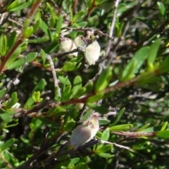 Cryptandra amara at Paddys River, ACT - 29 Oct 2014 10:19 AM