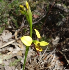Diuris sulphurea (Tiger Orchid) at Paddys River, ACT - 28 Oct 2014 by galah681