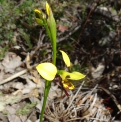 Diuris sulphurea (Tiger Orchid) at Paddys River, ACT - 29 Oct 2014 by galah681