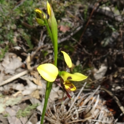 Diuris sulphurea (Tiger Orchid) at Tidbinbilla Nature Reserve - 28 Oct 2014 by galah681