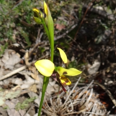 Diuris sulphurea (Tiger Orchid) at Paddys River, ACT - 29 Oct 2014 by galah681