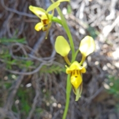 Diuris sulphurea at Paddys River, ACT - suppressed