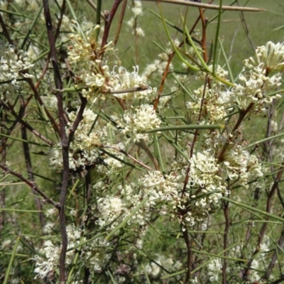 Hakea microcarpa (Small-fruit Hakea) at Paddys River, ACT - 29 Oct 2014 by galah681
