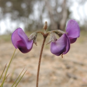 Swainsona sericea at Tennent, ACT - 20 Oct 2014 06:13 PM