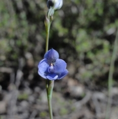 Thelymitra juncifolia (Dotted Sun Orchid) at Mount Jerrabomberra QP - 29 Oct 2014 by KGroeneveld