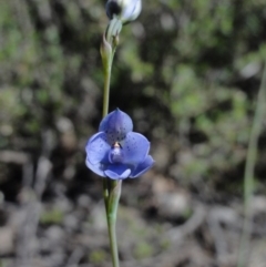 Thelymitra juncifolia (Dotted Sun Orchid) at QPRC LGA - 29 Oct 2014 by KGroeneveld