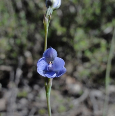 Thelymitra juncifolia (Dotted Sun Orchid) at QPRC LGA - 29 Oct 2014 by KGroeneveld