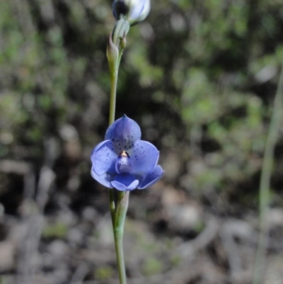 Thelymitra juncifolia (Dotted Sun Orchid) at Mount Jerrabomberra - 29 Oct 2014 by KGroeneveld