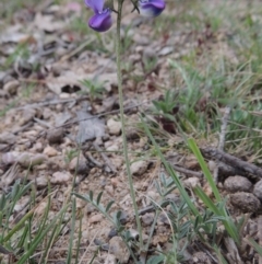 Swainsona sericea (Silky Swainson-Pea) at Gigerline Nature Reserve - 20 Oct 2014 by michaelb