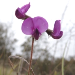 Swainsona sericea (Silky Swainson-Pea) at Gigerline Nature Reserve - 20 Oct 2014 by michaelb