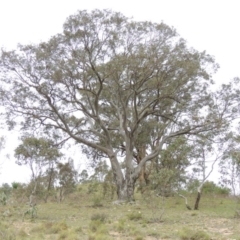 Eucalyptus blakelyi (Blakely's Red Gum) at Tennent, ACT - 20 Oct 2014 by MichaelBedingfield