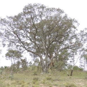 Eucalyptus blakelyi at Gigerline Nature Reserve - 20 Oct 2014