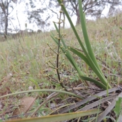 Lomandra multiflora (Many-flowered Matrush) at Tennent, ACT - 20 Oct 2014 by MichaelBedingfield