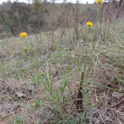 Calotis lappulacea (Yellow Burr Daisy) at Tennent, ACT - 20 Oct 2014 by MichaelBedingfield