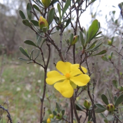 Hibbertia obtusifolia (Grey Guinea-flower) at Tennent, ACT - 20 Oct 2014 by michaelb