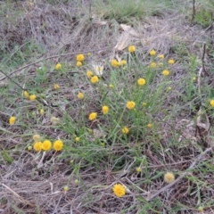 Calotis lappulacea (Yellow Burr Daisy) at Gigerline Nature Reserve - 20 Oct 2014 by michaelb