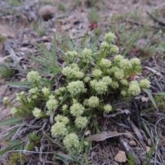 Scleranthus diander (Many-flowered Knawel) at Tennent, ACT - 20 Oct 2014 by michaelb