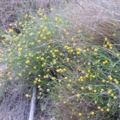 Calotis lappulacea (Yellow Burr Daisy) at Tennent, ACT - 20 Oct 2014 by MichaelBedingfield