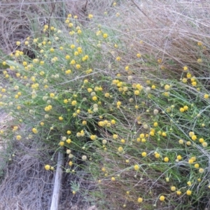 Calotis lappulacea at Tennent, ACT - 20 Oct 2014