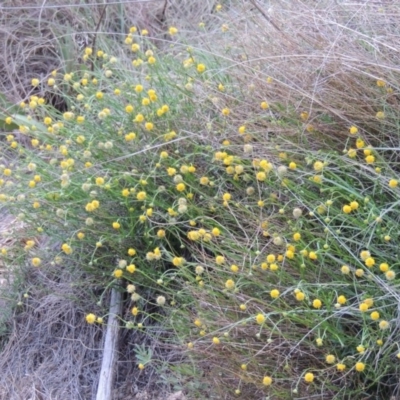 Calotis lappulacea (Yellow Burr Daisy) at Tennent, ACT - 20 Oct 2014 by MichaelBedingfield