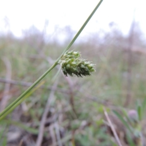 Carex inversa at Tennent, ACT - 20 Oct 2014 07:19 PM