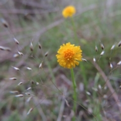 Calotis lappulacea (Yellow Burr Daisy) at Gigerline Nature Reserve - 20 Oct 2014 by michaelb