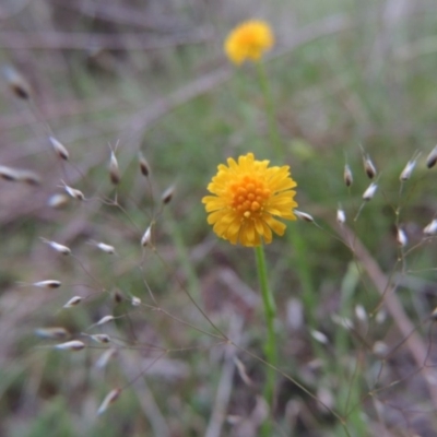 Calotis lappulacea (Yellow Burr Daisy) at Tennent, ACT - 20 Oct 2014 by MichaelBedingfield