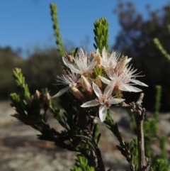 Calytrix tetragona (Common Fringe-myrtle) at Paddys River, ACT - 22 Oct 2014 by michaelb