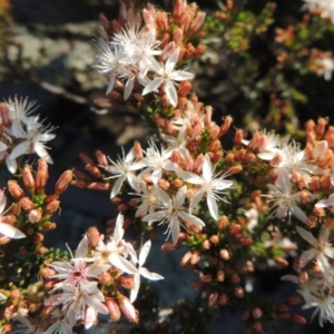 Calytrix tetragona at Paddys River, ACT - 22 Oct 2014