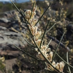 Hakea microcarpa (Small-fruit Hakea) at Pine Island to Point Hut - 22 Oct 2014 by MichaelBedingfield