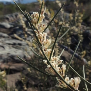 Hakea microcarpa at Paddys River, ACT - 22 Oct 2014